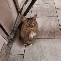Countryside Animal Health Center ico