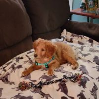 South Shore Animal Hospital ico