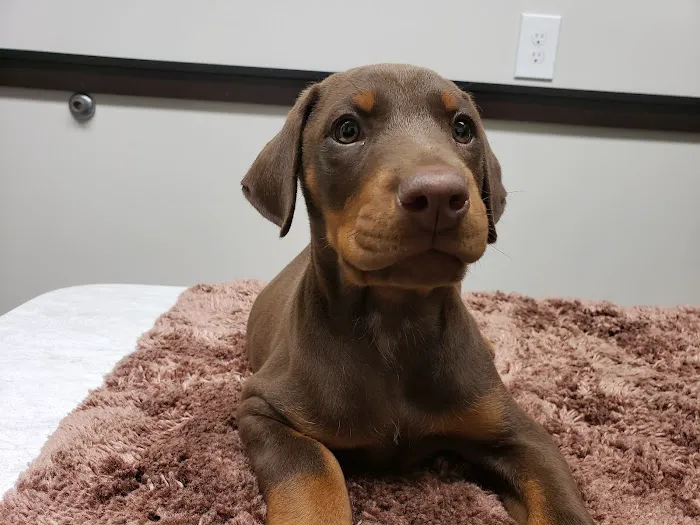 South Shore Animal Hospital 6