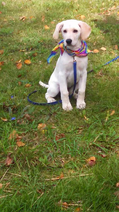 South Shore Animal Hospital 10