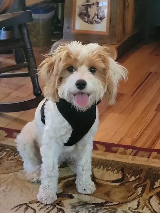 South Shore Animal Hospital 4