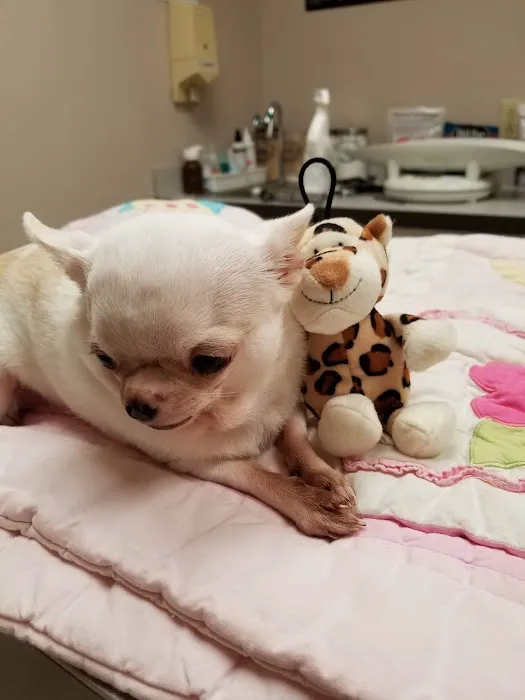 New Buffalo Animal Hospital, Inc. 1
