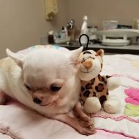 New Buffalo Animal Hospital, Inc. ico