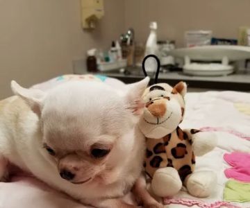 New Buffalo Animal Hospital, Inc.