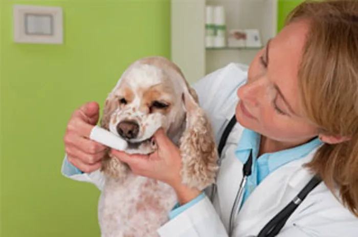 New Buffalo Animal Hospital, Inc. 8