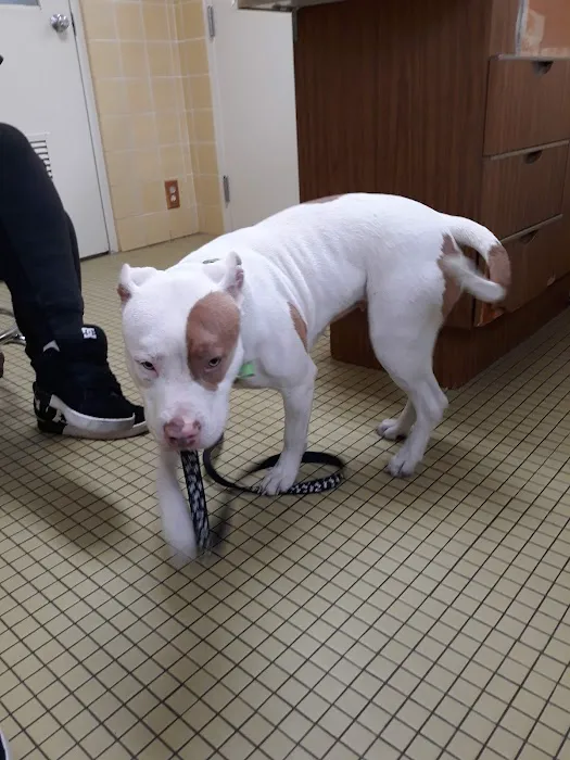 Animal Wellness Clinic 8