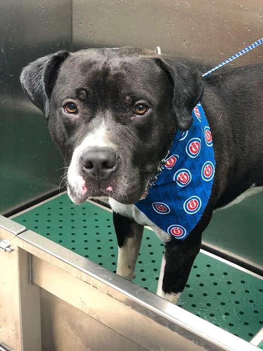 Michigan City Animal Hospital 8