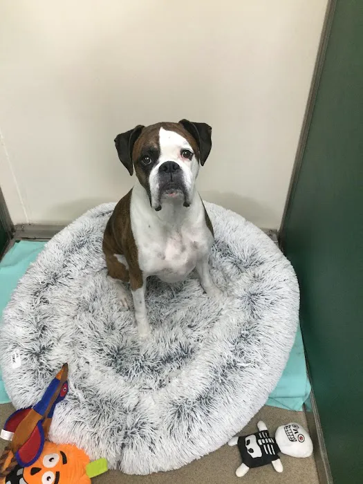 Michigan City Animal Hospital 5