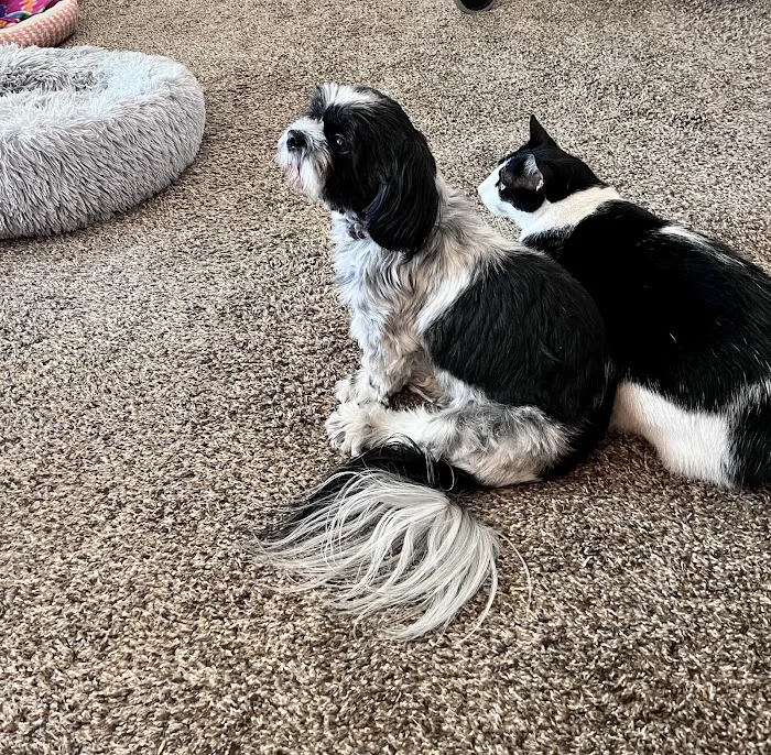 Animal Hospital of McHenry 9