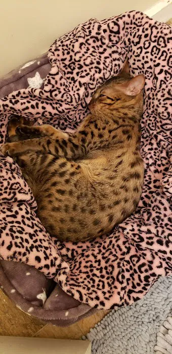 Kessavannah Cattery 12