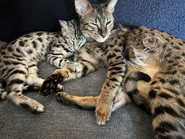 Kessavannah Cattery 12