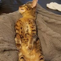 Kessavannah Cattery ico
