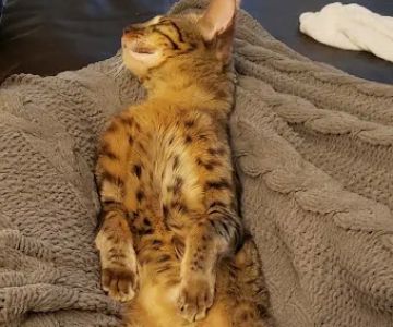 Kessavannah Cattery