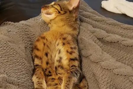 Kessavannah Cattery