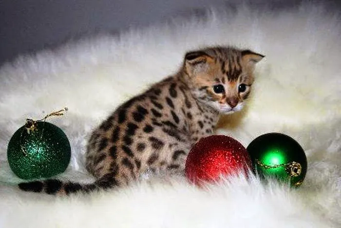 Kessavannah Cattery 12