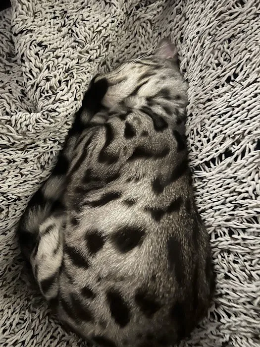 Kessavannah Cattery 12
