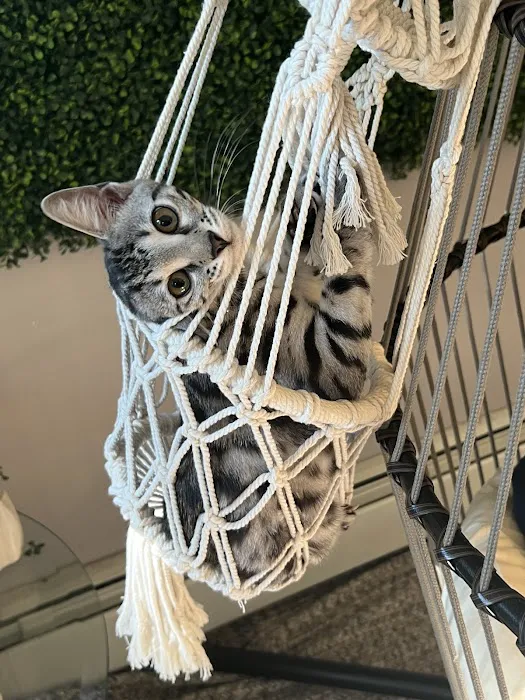 Kessavannah Cattery 12
