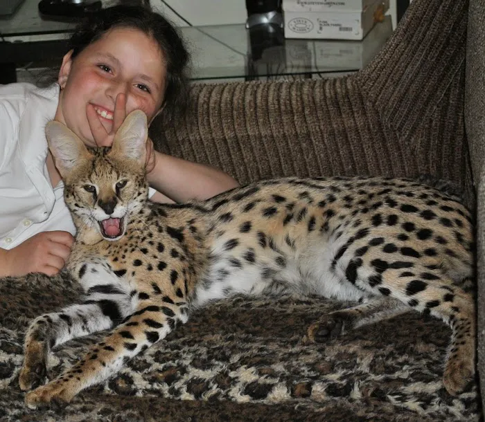 Kessavannah Cattery 12