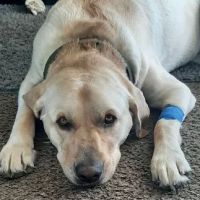 Geneva Lakes Animal Hospital ico