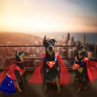Hartland Veterinary Clinic ico