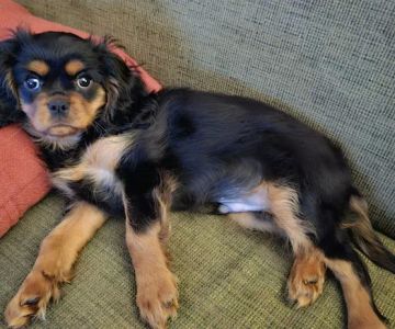 Mukwonago Animal Hospital