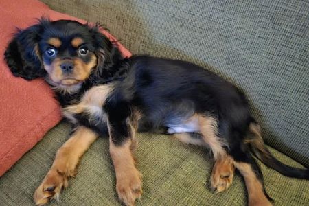 Mukwonago Animal Hospital