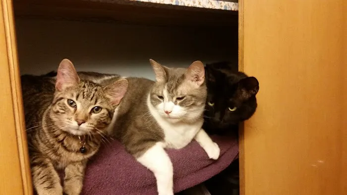 Mukwonago Animal Hospital 3