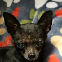 Sherrod Leeanne DVM ico