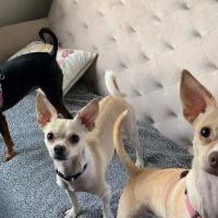 Prairie Animal Hospital ico