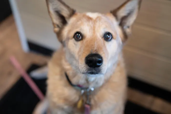 Animal Wellness Center Waukesha 1