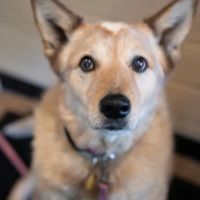 Animal Wellness Center Waukesha ico