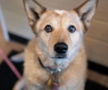 Animal Wellness Center Waukesha