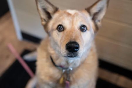 Animal Wellness Center Waukesha