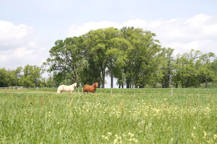 Midwest Veterinary Dental Services 12