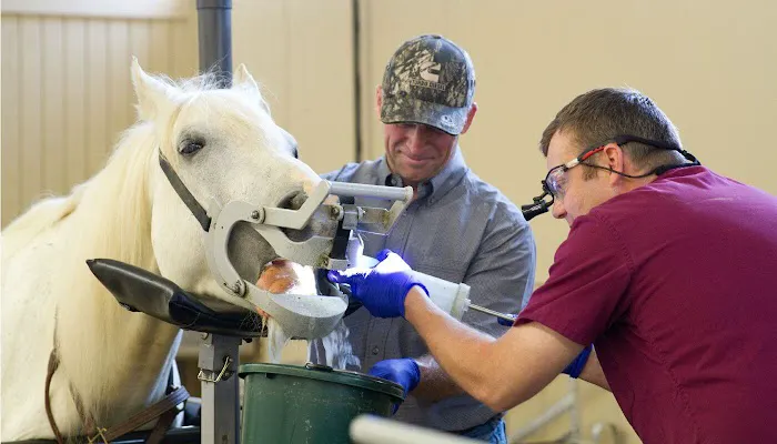 Midwest Veterinary Dental Services 12