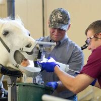 Midwest Veterinary Dental Services ico