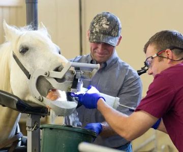 Midwest Veterinary Dental Services