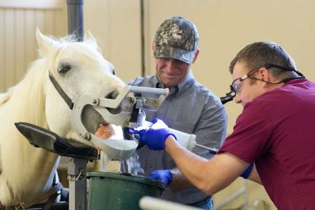 Midwest Veterinary Dental Services