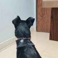 VCA Associates in Pet Care Animal Hospital ico