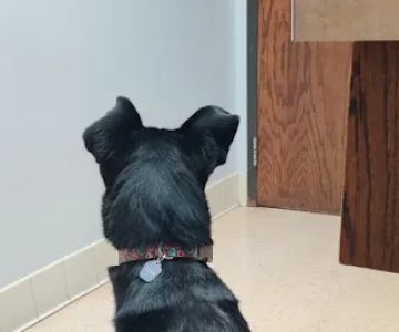 VCA Associates in Pet Care Animal Hospital