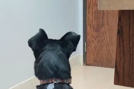 VCA Associates in Pet Care Animal Hospital