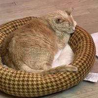 COVE Center of Veterinary Excellence ico