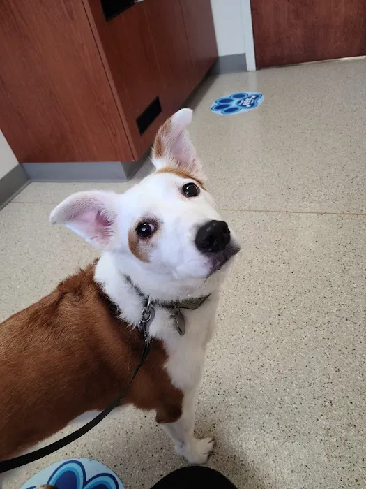 Waukesha Walk-in Vet Clinic 4