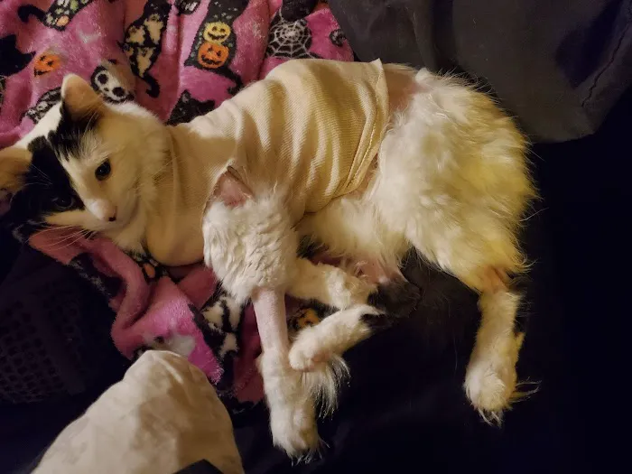 Cream City Kitty Clinic 6