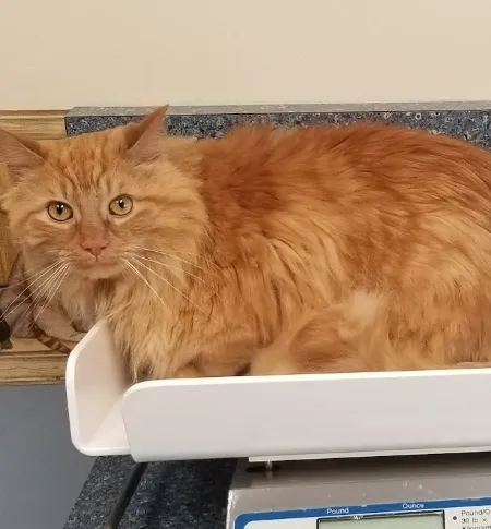 Cream City Kitty Clinic 2