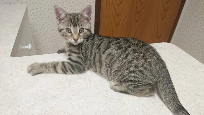 Cream City Kitty Clinic 7