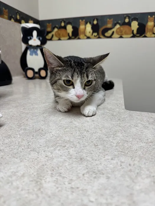 Cream City Kitty Clinic 5