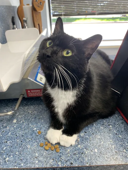 Cream City Kitty Clinic 1