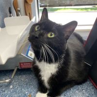 Cream City Kitty Clinic ico