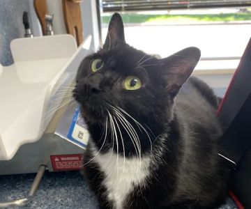 Cream City Kitty Clinic